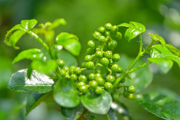 花椒藤椒 高清大图