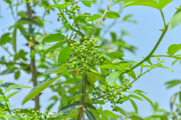 花椒藤椒 高清大图