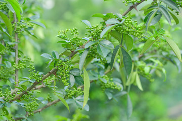 花椒藤椒 高清大图