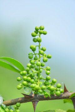 花椒藤椒 高清大图