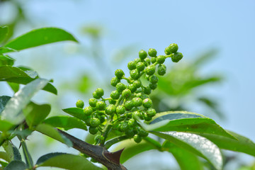 花椒藤椒 高清大图