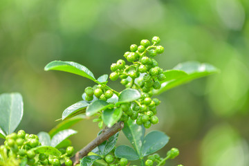 花椒藤椒 高清大图