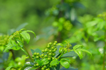 花椒藤椒 高清大图