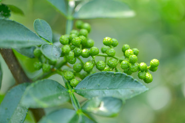 花椒藤椒 高清大图