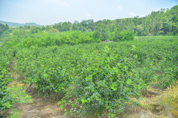 花椒藤椒 高清大图