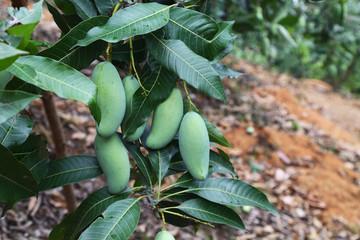 桂七香芒果树