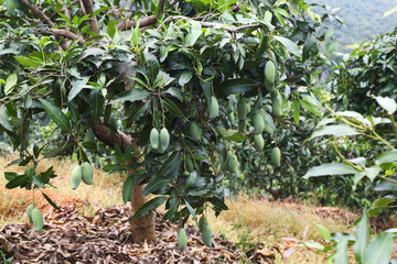 桂七香芒果树