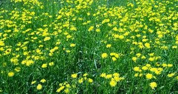 草甸野黄花