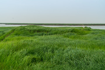 湖区湿地