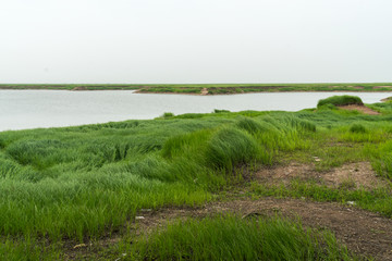 湖区湿地