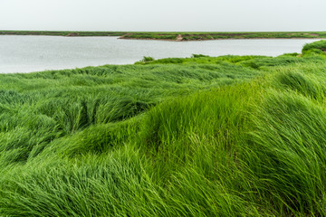 湖区湿地