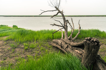 湖区湿地