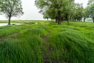 浓荫小树林