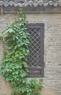 中式老窗户 绿植墙
