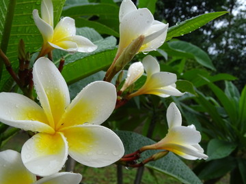 雞蛋花