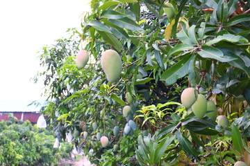 台农芒果果园图片