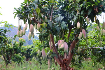 象牙芒果树