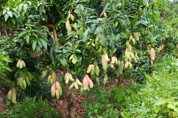 象牙芒果园高清图片