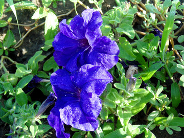 蓝色旋花