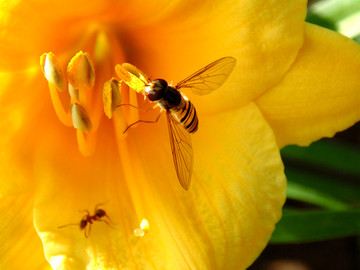 花瓣上的小蜜蜂