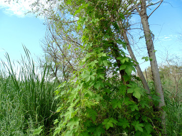 藤蔓植物