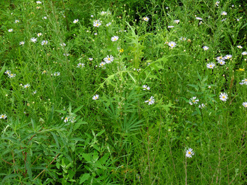 野花野草