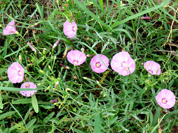 田旋花