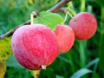 果树园苹果