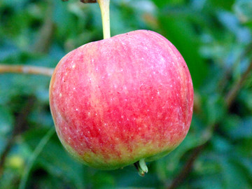 成熟的苹果