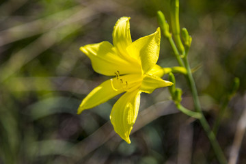 小黄花菜