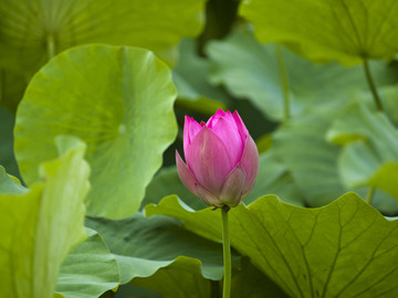 青岛 中山公园 荷花