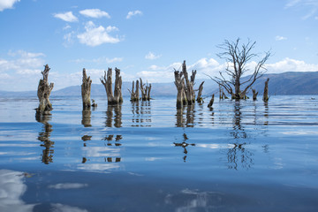 洱海枯树