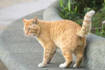 小黄猫 野猫