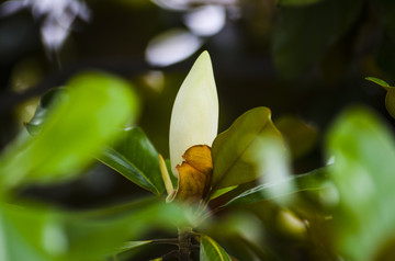 广玉兰花苞