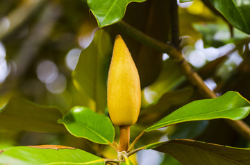 广玉兰 荷花玉兰