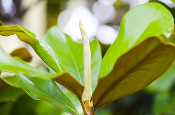 广玉兰花苞