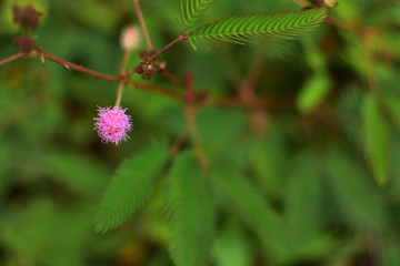 HT开粉色花的含羞草003