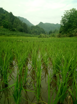 田园风光