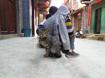 小猫和小男孩 壮族人纯种狸花猫