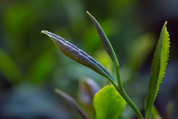 茶叶种植茶园