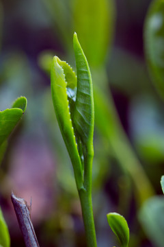 茶叶种植茶园