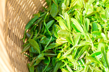 茶叶种植茶园