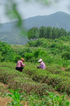 高清 茶叶 茶园 中国茶叶