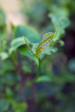 茶叶种植茶园