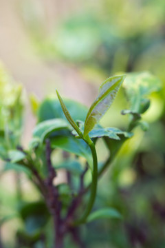 茶叶种植茶园