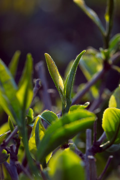 茶叶种植茶园