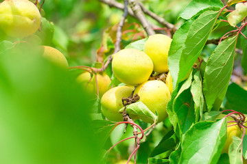 杏 夏天 背景 杏树 种植