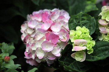 鲜花 花卉 花朵 植物 花草