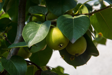 梨 梨树上挂满梨 梨树上的梨