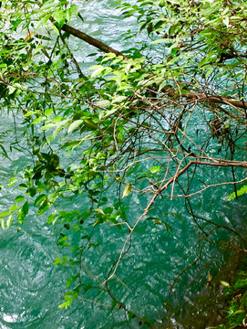 河流植被